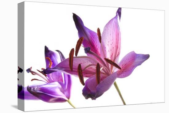 Lilies-Andrekart Photography-Premier Image Canvas