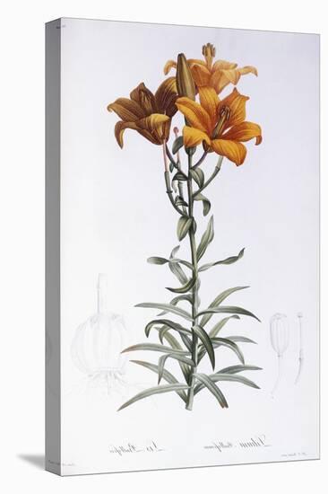 Lilium Bulbiferum-Pierre-Joseph Redouté-Premier Image Canvas