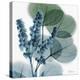 Lilly of Eucalyptus-Albert Koetsier-Stretched Canvas