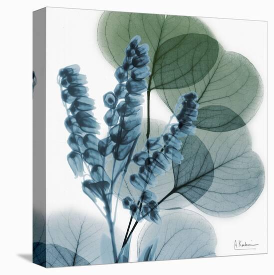 Lilly of Eucalyptus-Albert Koetsier-Stretched Canvas