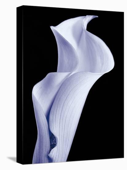 Lily 3-Doug Chinnery-Premier Image Canvas