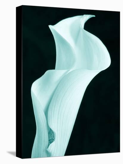 Lily 9-Doug Chinnery-Premier Image Canvas