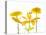 Lily and Chrysanthemums or Mums on a white background-Panoramic Images-Premier Image Canvas