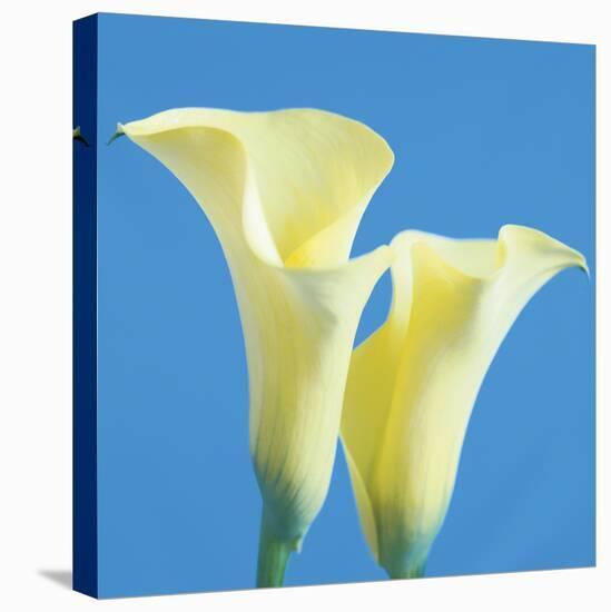 Lily Bloom V-Bill Philip-Stretched Canvas