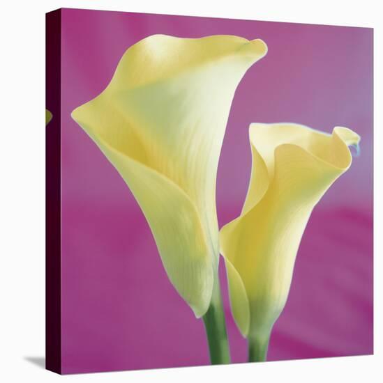 Lily Bloom VII-Bill Philip-Stretched Canvas