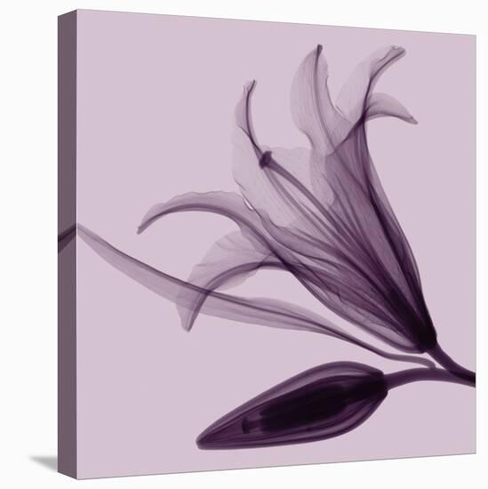 Lily & Bud-Steven N^ Meyers-Stretched Canvas