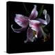 Lily Close-Up-Magda Indigo-Premier Image Canvas