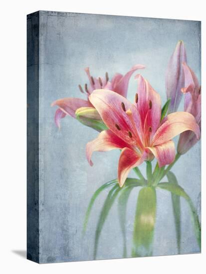 Lily, Daylily, Flower, Blossom, Plant, Still Life, Blue, Pink, Red-Axel Killian-Premier Image Canvas