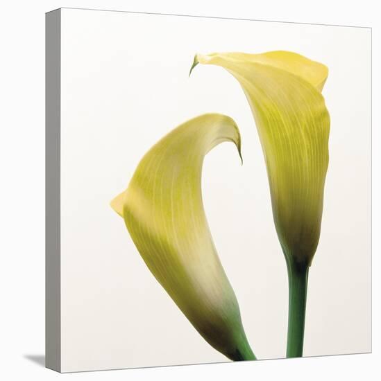 Lily Duo-Bill Philip-Stretched Canvas