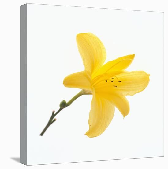 Lily Flower-DLILLC-Premier Image Canvas