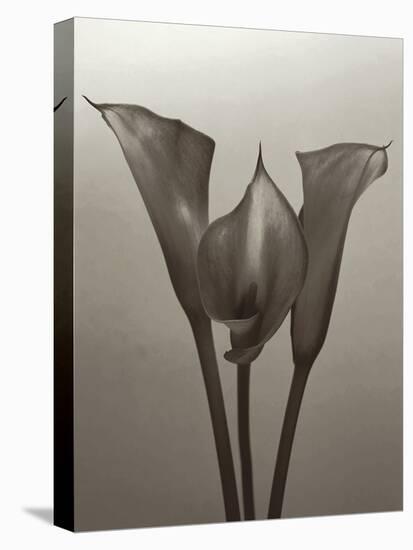 Lily II-Bill Philip-Stretched Canvas