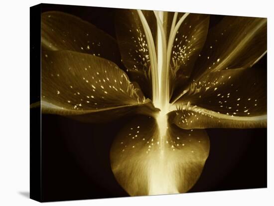 Lily Landscape-Irene Suchocki-Premier Image Canvas