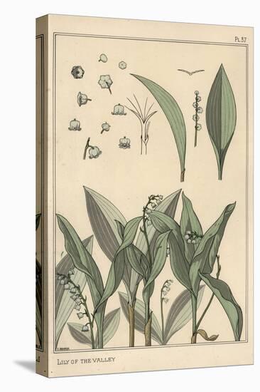 Lily of the Valley, Botanical Study, 1897 (Lithograph)-Eugene Grasset-Premier Image Canvas