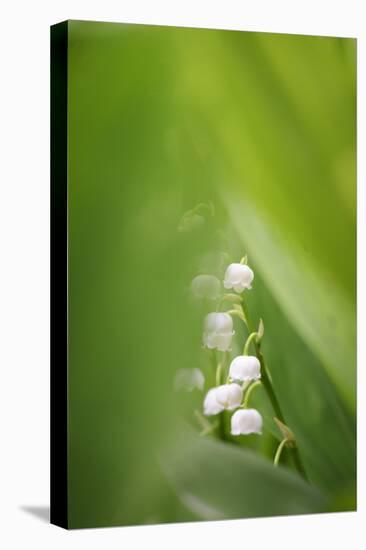 Lily of the Valley, Convallaria Majalis-Andreas Keil-Premier Image Canvas