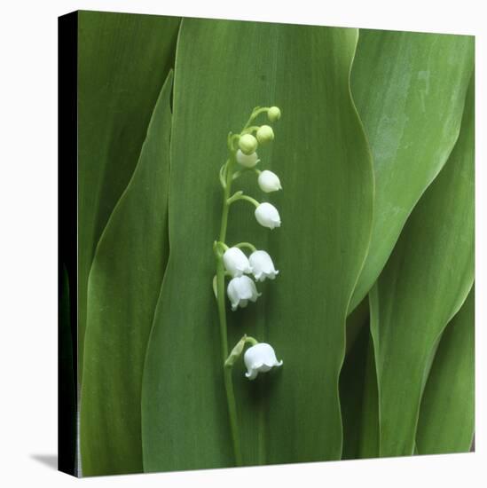 Lily of the Valley Flower Closeup-Anna Miller-Premier Image Canvas