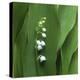 Lily of the Valley Flower Closeup-Anna Miller-Premier Image Canvas