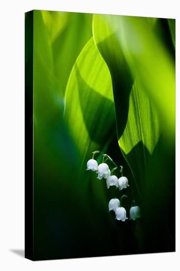 Lily of the valley hidden at the bottom of the forest in spring-Mateusz Piesiak-Premier Image Canvas