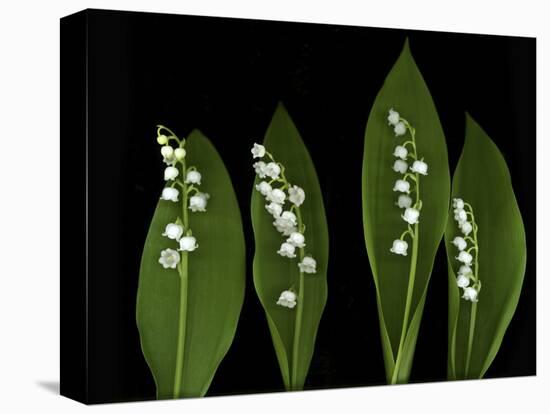 Lily of the Valley Study-Anna Miller-Premier Image Canvas