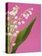 Lily of the valley-Ada Summer-Premier Image Canvas