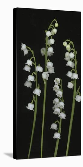 Lily of the Valley-Anna Miller-Premier Image Canvas