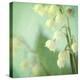 Lily of the Valley-Judy Stalus-Stretched Canvas
