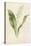 Lily of the Valley-Frederick Edward Hulme-Premier Image Canvas