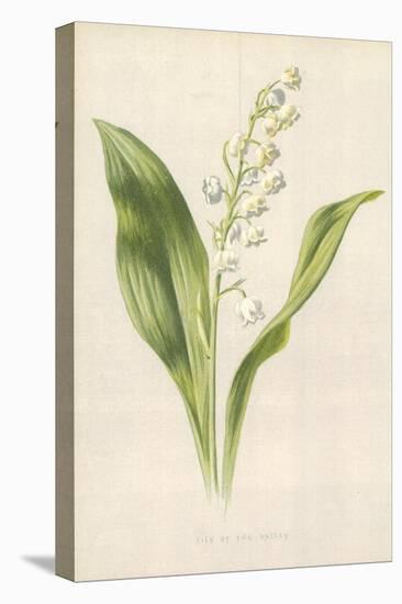 Lily of the Valley-Frederick Edward Hulme-Premier Image Canvas