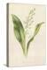 Lily of the Valley-Frederick Edward Hulme-Premier Image Canvas
