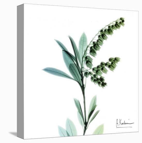 Lily of the Valley-Albert Koetsier-Stretched Canvas