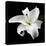 Lily on Black I-Jim Christensen-Premier Image Canvas