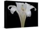 Lily on Black IV-Jim Christensen-Premier Image Canvas