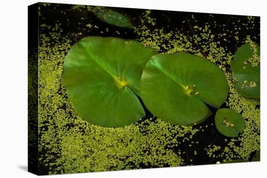 Lily Pad Pond-Steve Gadomski-Premier Image Canvas