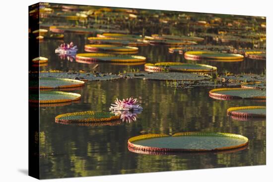 Lily Pads and Flowers on Rupununi River, Southern Guyana-Keren Su-Premier Image Canvas