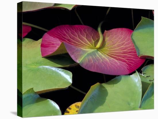 Lily Pads, Washington, USA-Terry Eggers-Premier Image Canvas