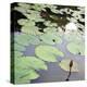 Lily Pads-Ken Bremer-Stretched Canvas