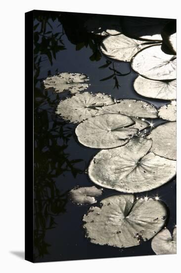 Lily Pads-K.B. White-Premier Image Canvas