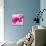 Lily Pink I-Joseph Eta-Stretched Canvas displayed on a wall
