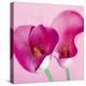 Lily Pink I-Joseph Eta-Stretched Canvas