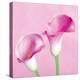 Lily Pink II-Joseph Eta-Stretched Canvas