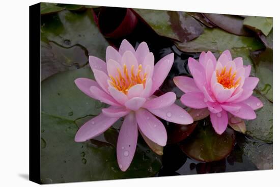 Lily pink-Charles Bowman-Premier Image Canvas