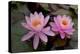 Lily pink-Charles Bowman-Premier Image Canvas