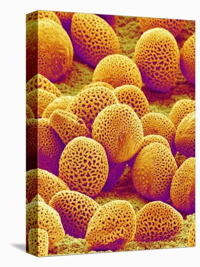 Lily Pollen-Micro Discovery-Premier Image Canvas