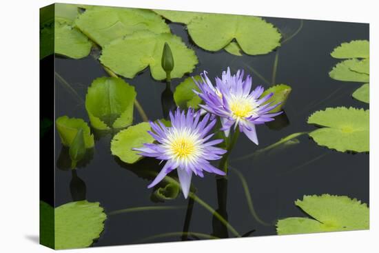 Lily Pond with Water Lilies, New Orleans Botanical Garden, New Orleans, Louisiana, USA-Jamie & Judy Wild-Premier Image Canvas