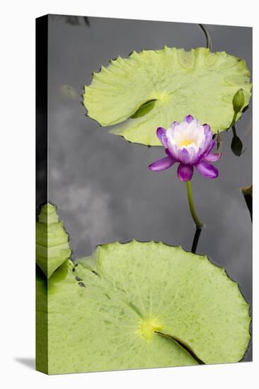 Lily Pond with Water Lilies, New Orleans Botanical Garden, New Orleans, Louisiana, USA-Jamie & Judy Wild-Premier Image Canvas