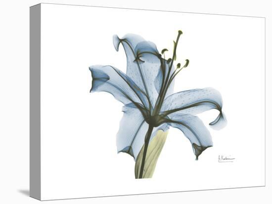 Lily Portrait-Albert Koetsier-Stretched Canvas