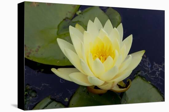 Lily Yellow-Charles Bowman-Premier Image Canvas