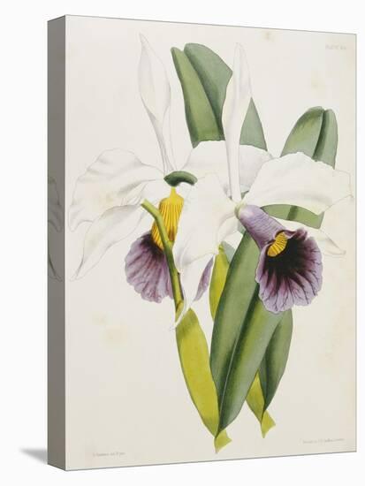 Lily-William Curtis-Premier Image Canvas