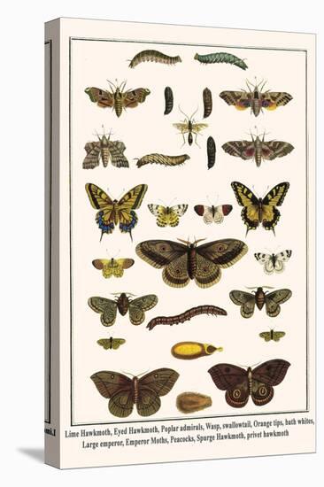 Lime Hawkmoth, Eyed Hawkmoth, Poplar Admirals, Wasp, Swallowtail, Orange Tips, Bath Whites, etc.-Albertus Seba-Stretched Canvas
