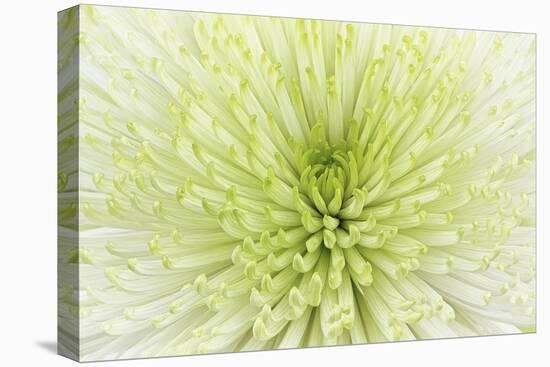 Lime Light Spider Mum-Cora Niele-Premier Image Canvas