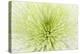 Lime Light Spider Mum-Cora Niele-Premier Image Canvas